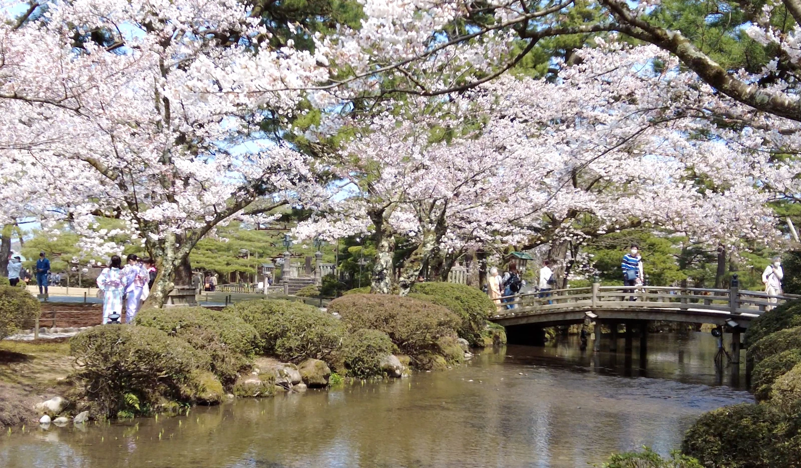 金沢兼六園の桜と小川