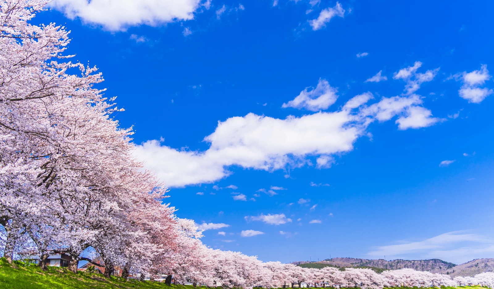 青空と満開の桜　桜吹雪　白石川堤一目千本桜　宮城県大河原町