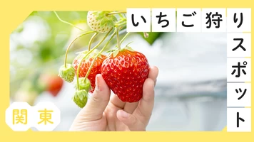 関東の人気いちご狩りスポット紹介記事のサムネイル