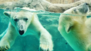 旭山動物園　イメージ