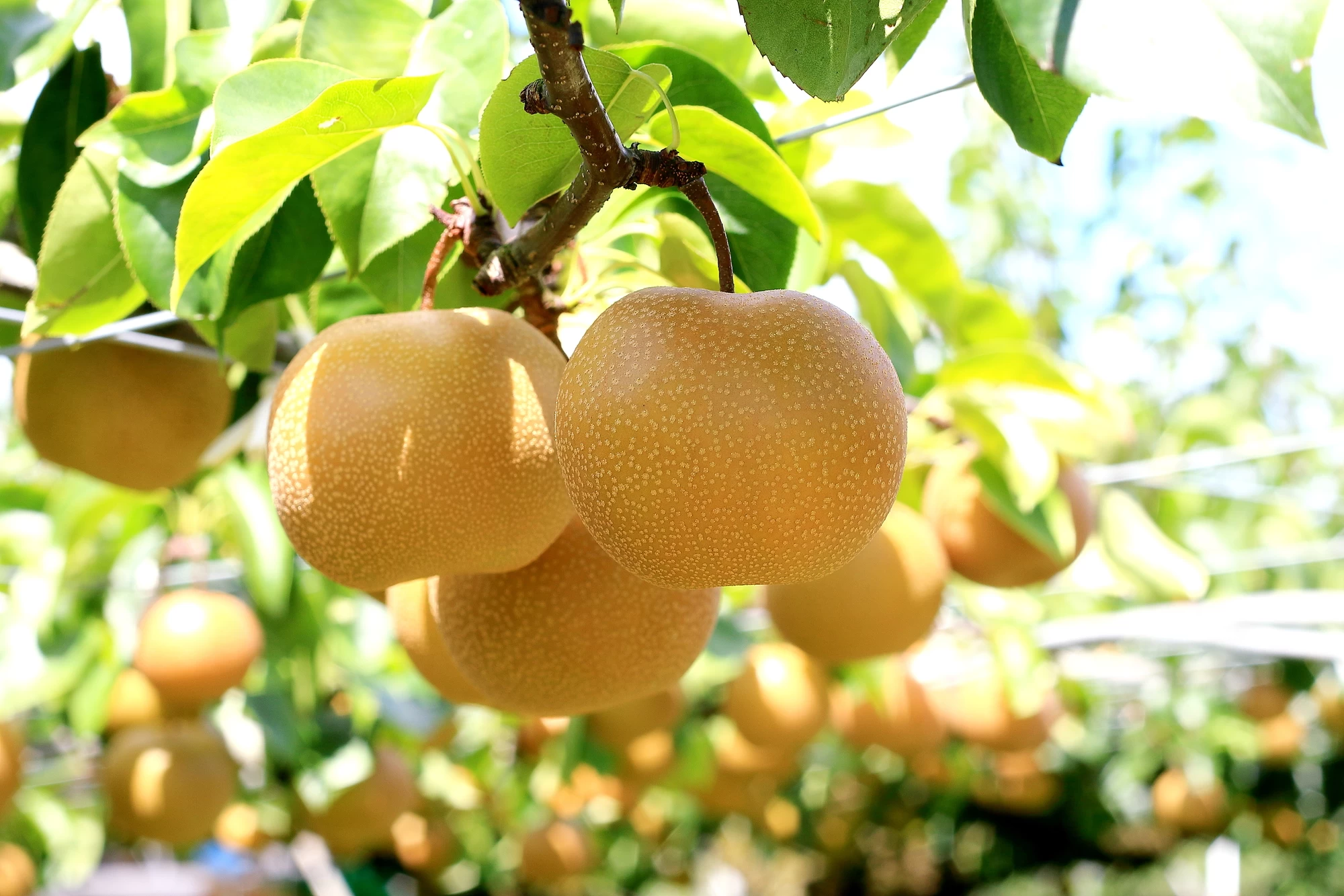 むつみ石井梨園