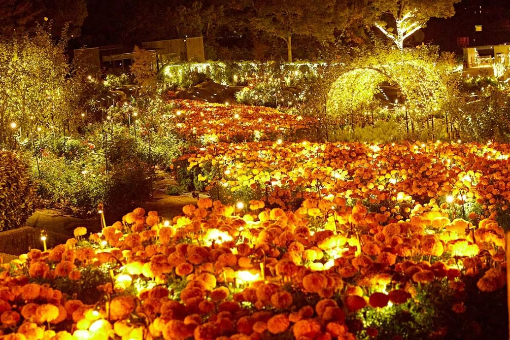 Moonlight Rose Garden【いばらきフラワーパーク】