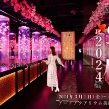 めっちゃ桜！2024【アートアクアリウム美術館 GINZA】