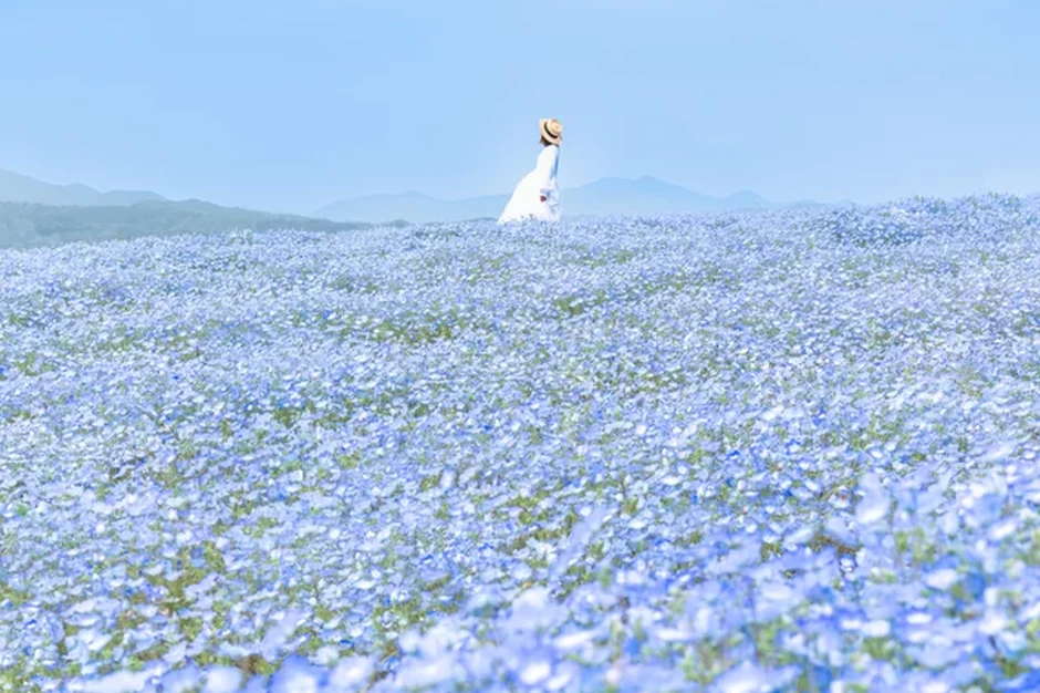 芝桜とネモフィラの丘【Flower village 花夢の里】