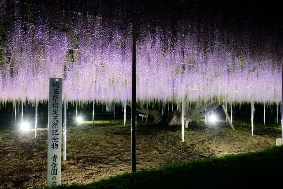 埼玉県天然記念物・青葉園の大藤 ライトアップ
