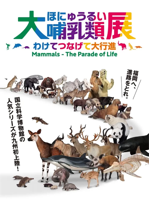 大哺乳類展―わけてつなげて大行進【福岡市博物館】