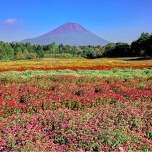 虹の花まつり【富士本栖湖リゾート】