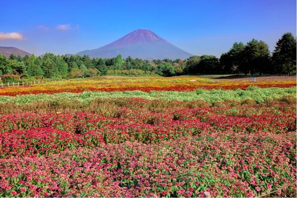 虹の花まつり【富士本栖湖リゾート】