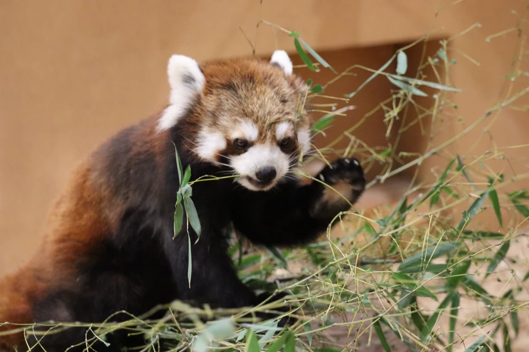 国際レッサーパンダデー2024【静岡市立日本平動物園】