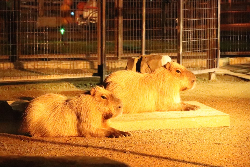 夜の動物園2024【静岡市立日本平動物園】