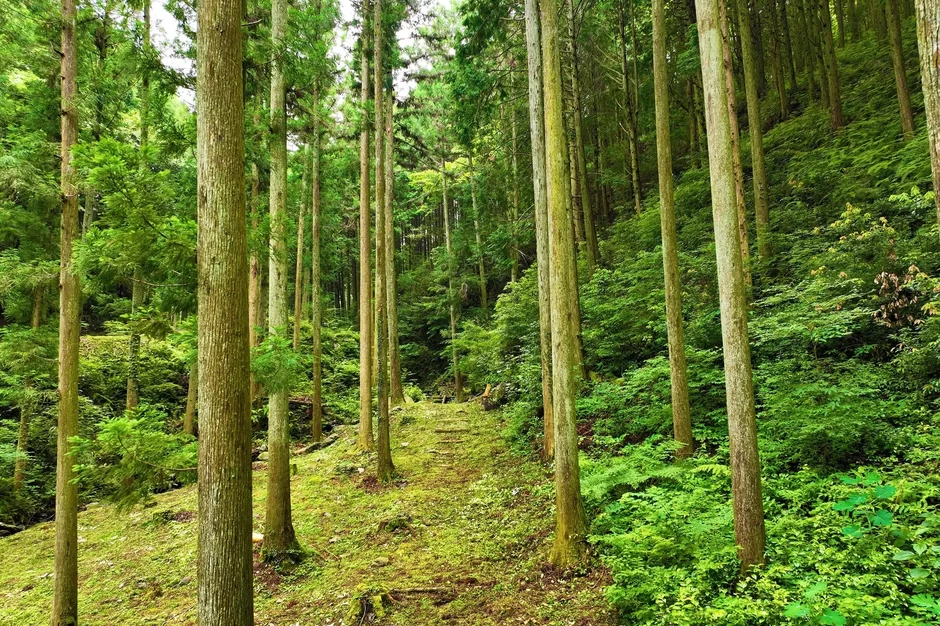 ＜国指定史跡＞「奈良山等妙寺史跡公園」オープン