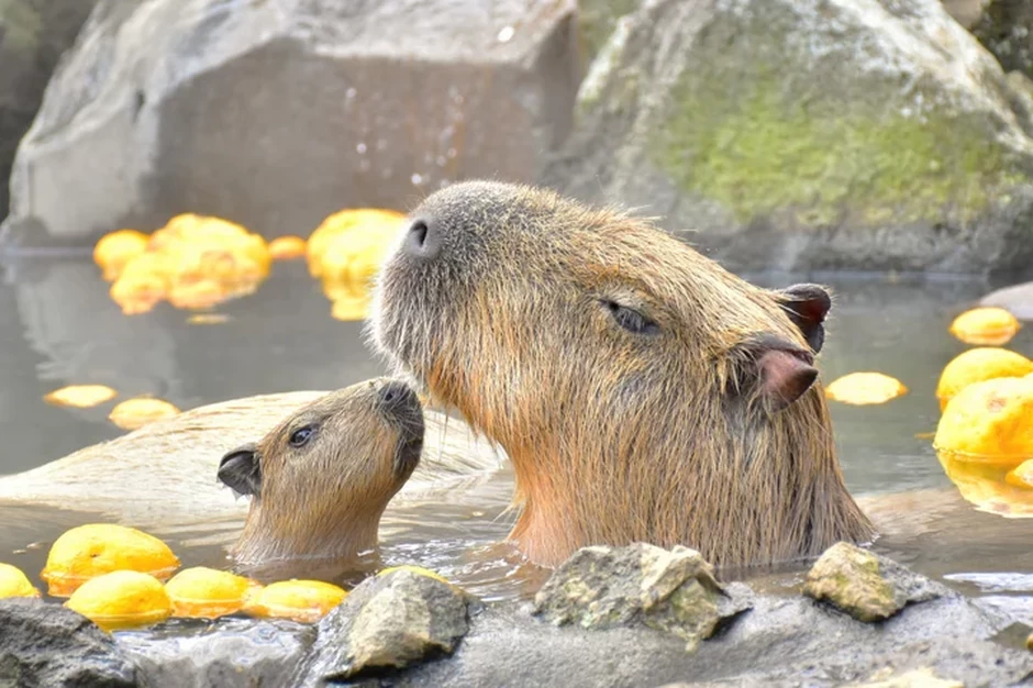 元祖カピバラの露天風呂【伊豆シャボテン動物公園】