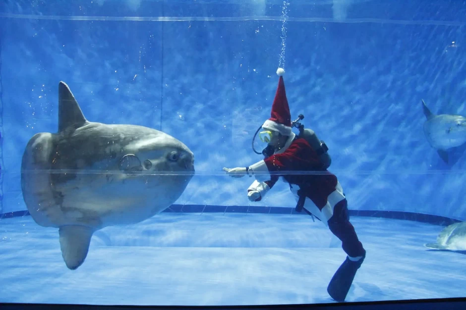 アクアワールドクリスマス2024【アクアワールド茨城県大洗水族館】