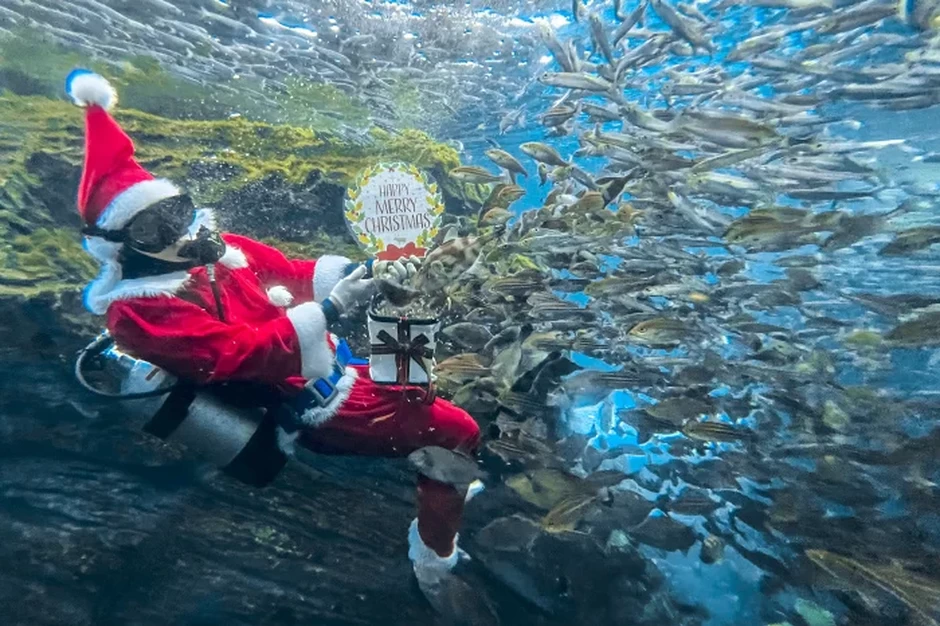 うみがたりのクリスマス2024【上越市立水族博物館 うみがたり】