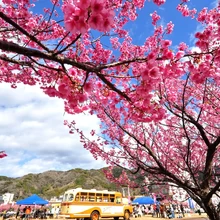 第10回土肥桜まつり【静岡県伊豆市土肥 松原公園】