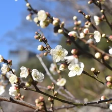 梅まつり「梅香る庭園へ」　【小石川後楽園】