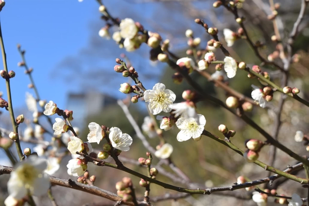 梅まつり「梅香る庭園へ」　【小石川後楽園】