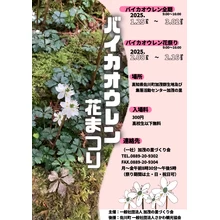 バイカオウレン花まつり【高知県佐川町加茂群生地及び集落活動センター加茂の里】