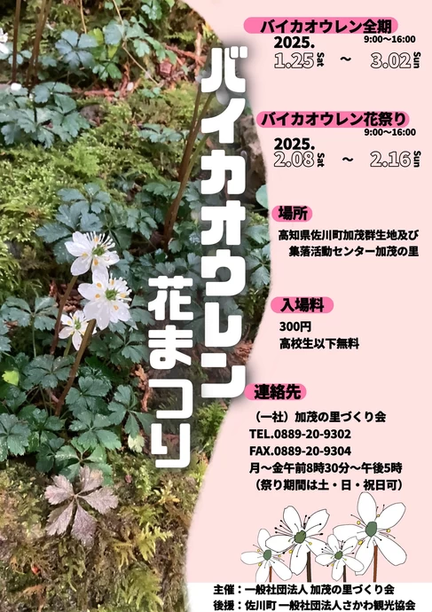 バイカオウレン花まつり【高知県佐川町加茂群生地及び集落活動センター加茂の里】