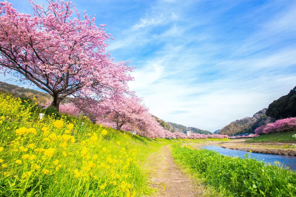 みなみの桜と菜の花まつり【道の駅「下賀茂温泉 湯の花」青野川沿い】