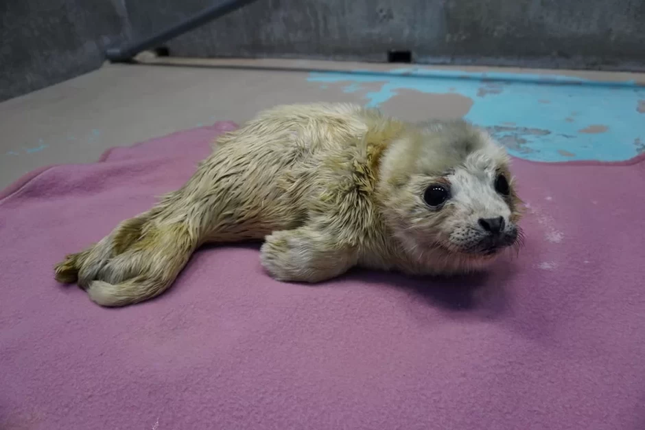 祝☆しぶき1歳誕生日【しながわ水族館】