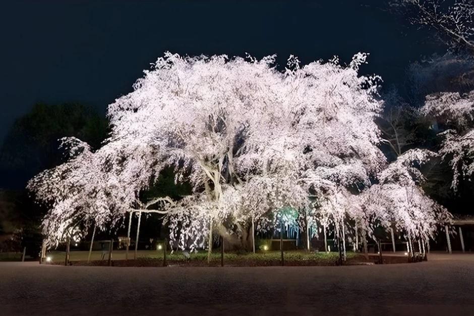 春夜の六義園 夜間特別観賞【六義園】