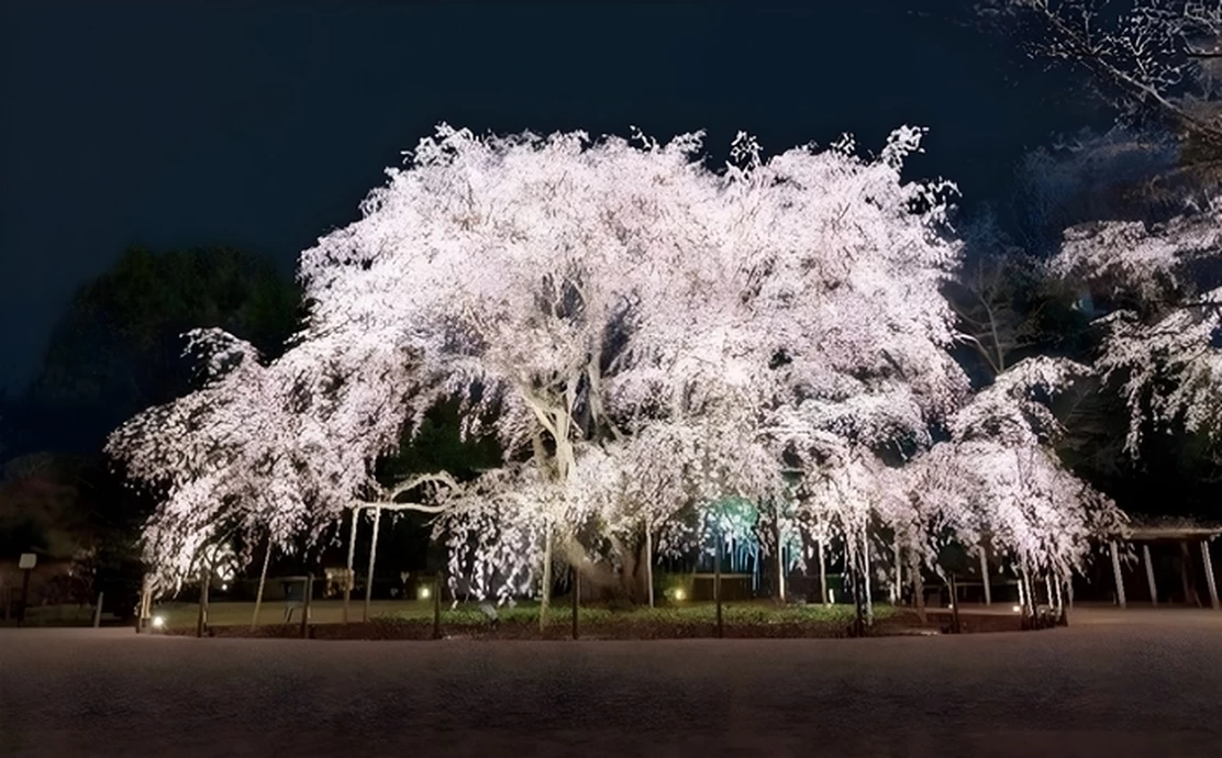 春夜の六義園 夜間特別観賞【六義園】