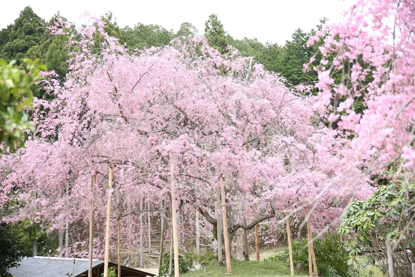 来場者の皆様へ「桜園」を期間限定で公開 