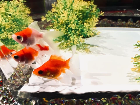 金魚詣（きんぎょもうで）【アートアクアリウム美術館 GINZA】│東京都