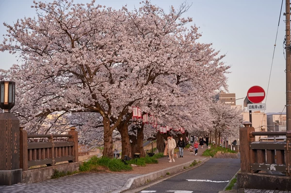 ふくいの桜とまつりの歴史