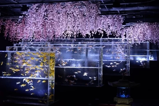 めっちゃ桜！2024【アートアクアリウム美術館 GINZA】│東京都の人気イベント│旅色