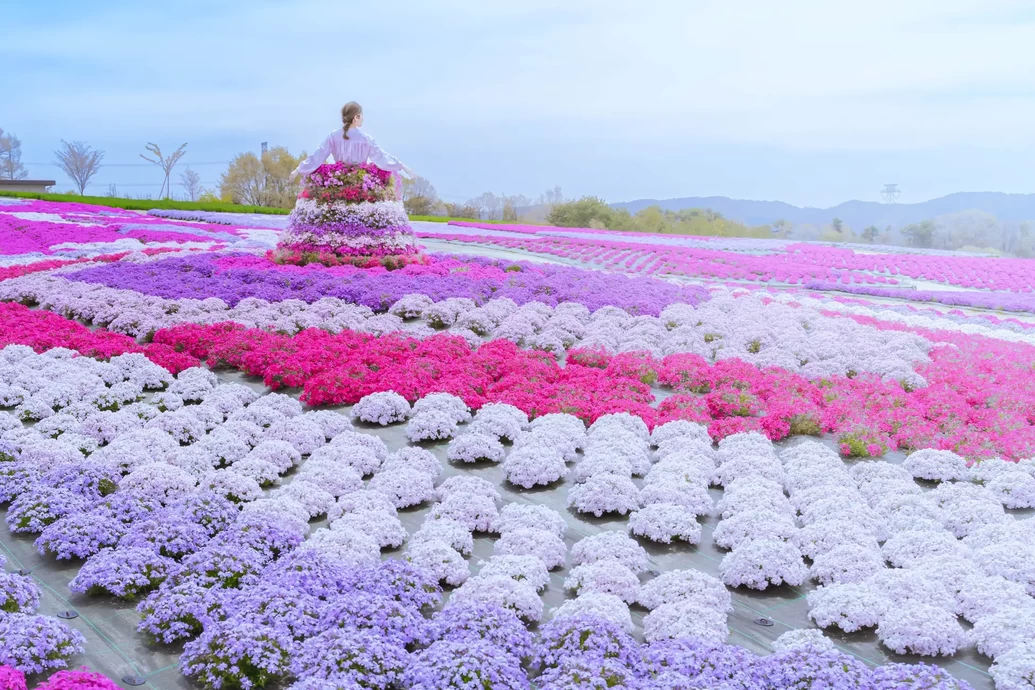 芝桜とネモフィラの丘【Flower village 花夢の里】