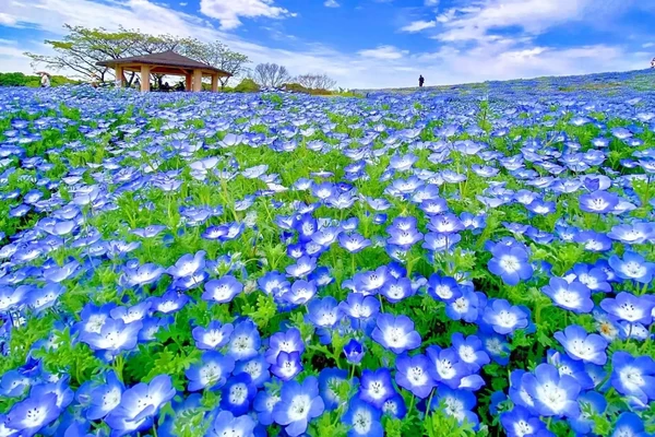 4月中旬から5月上旬にかけて、約12000㎡に120万本もの可憐なネモフィラが咲き、「花の丘」は一面が青く彩られます