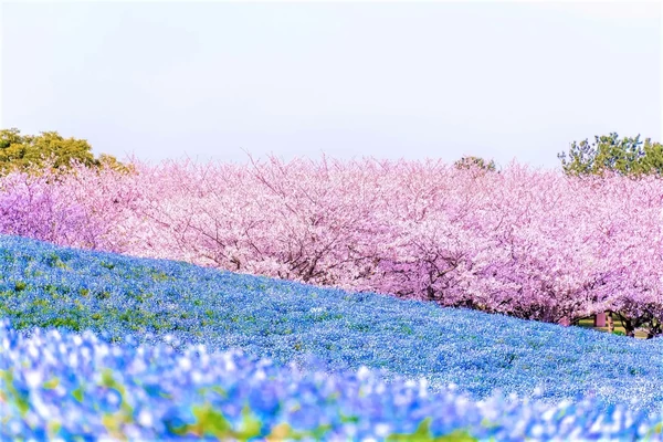 4月上旬には120万本のネモフィラと桜の ブルーとピンクのコラボレーションが見事 