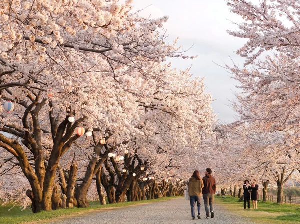 夕暮れの桜並木をお散歩しませんか