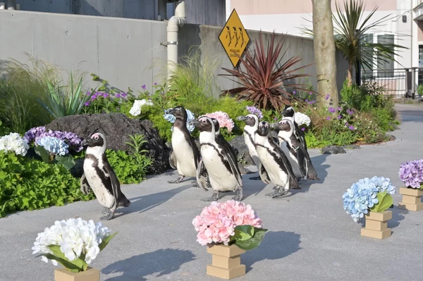 ペンギンとお花のコラボレーション！  「ケープペンギンのパレード＆ふれあいパフォーマンス」