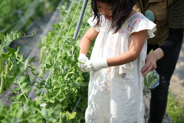 甘み溢れる夏の恵みと食育を学ぶ 「高原野菜収穫体験」（八ヶ岳）