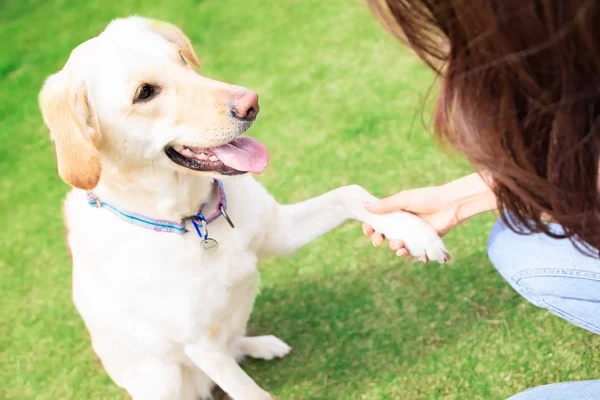 1日1組限定プライベートドッグラン付き愛犬と泊まれるドッグドーム