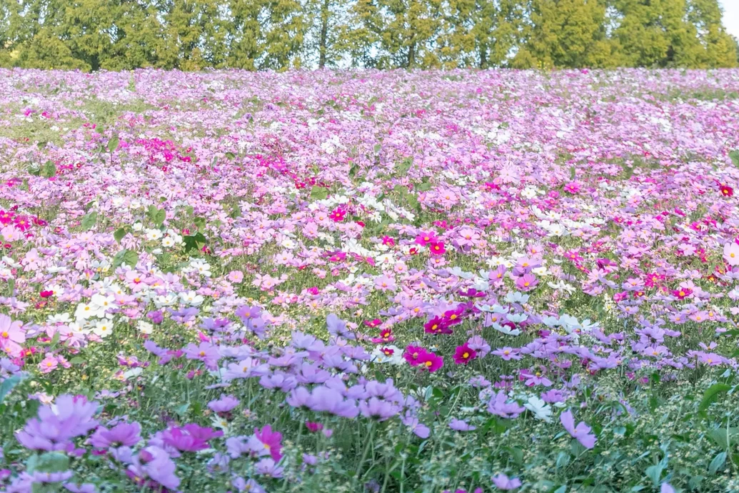 コキアとコスモスの丘【Flower village 花夢の里】