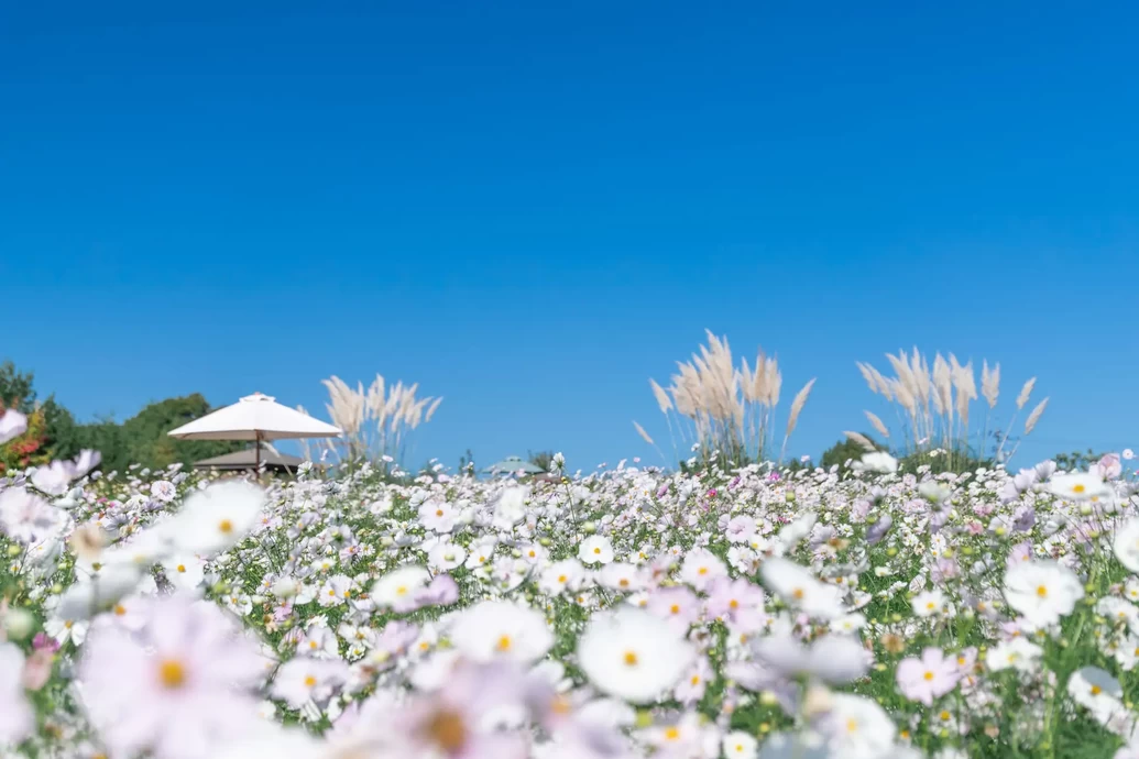 秋ローズと花のガーデン【世羅高原花の森】