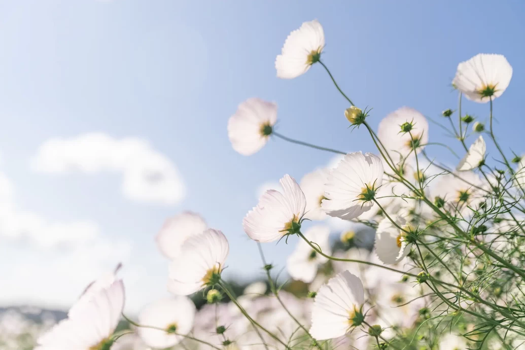 秋ローズと花のガーデン【世羅高原花の森】