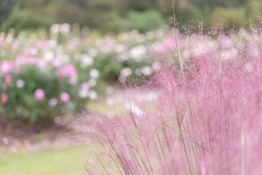 秋ローズと花のガーデン【世羅高原花の森】