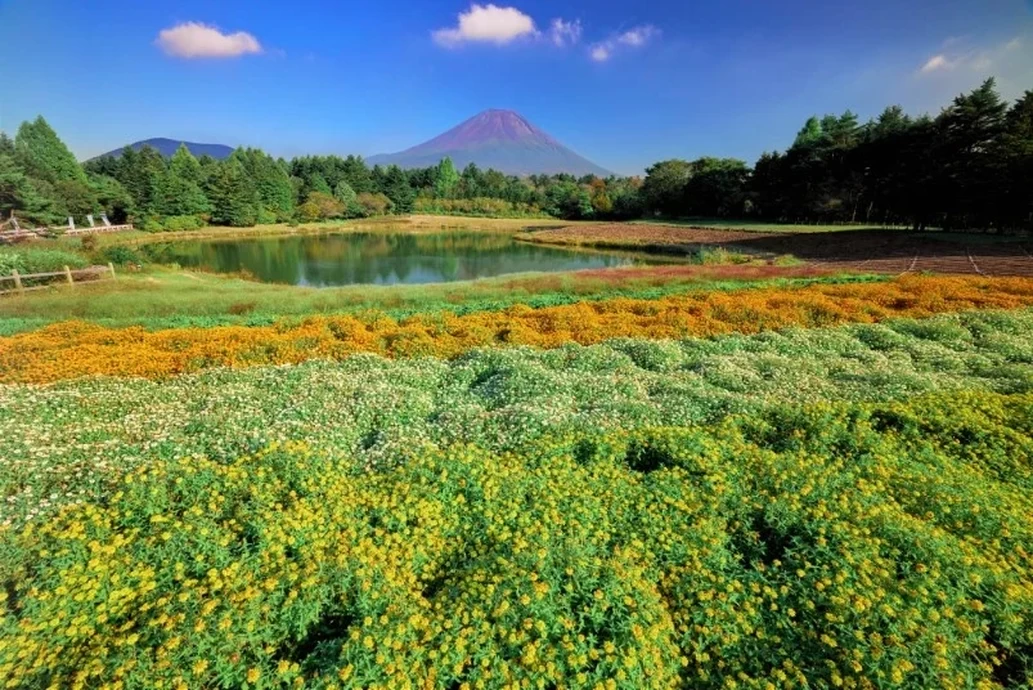 虹の花まつり【富士本栖湖リゾート】