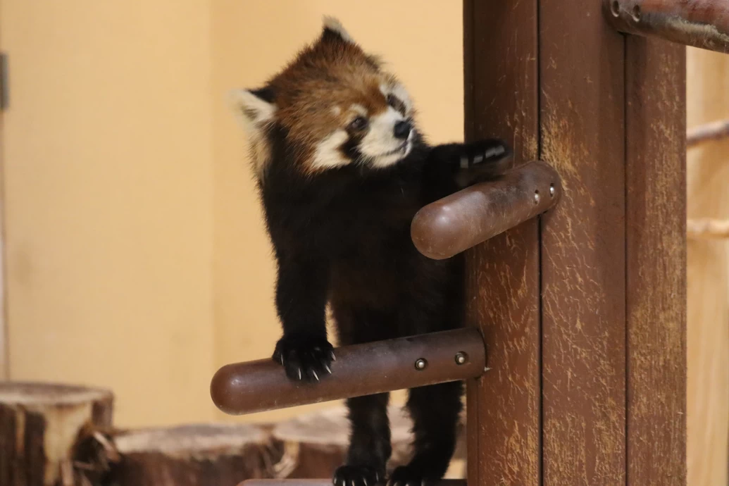 国際レッサーパンダデー2024【静岡市立日本平動物園】