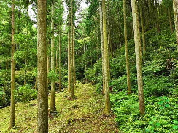 ＜1＞清水谷旧参道：森林浴を楽しめる