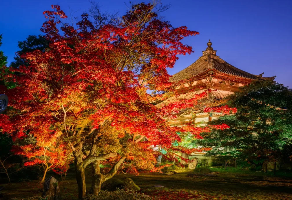 京都嵐山　鹿王院夜の特別拝観2024【覚雄山鹿王院】