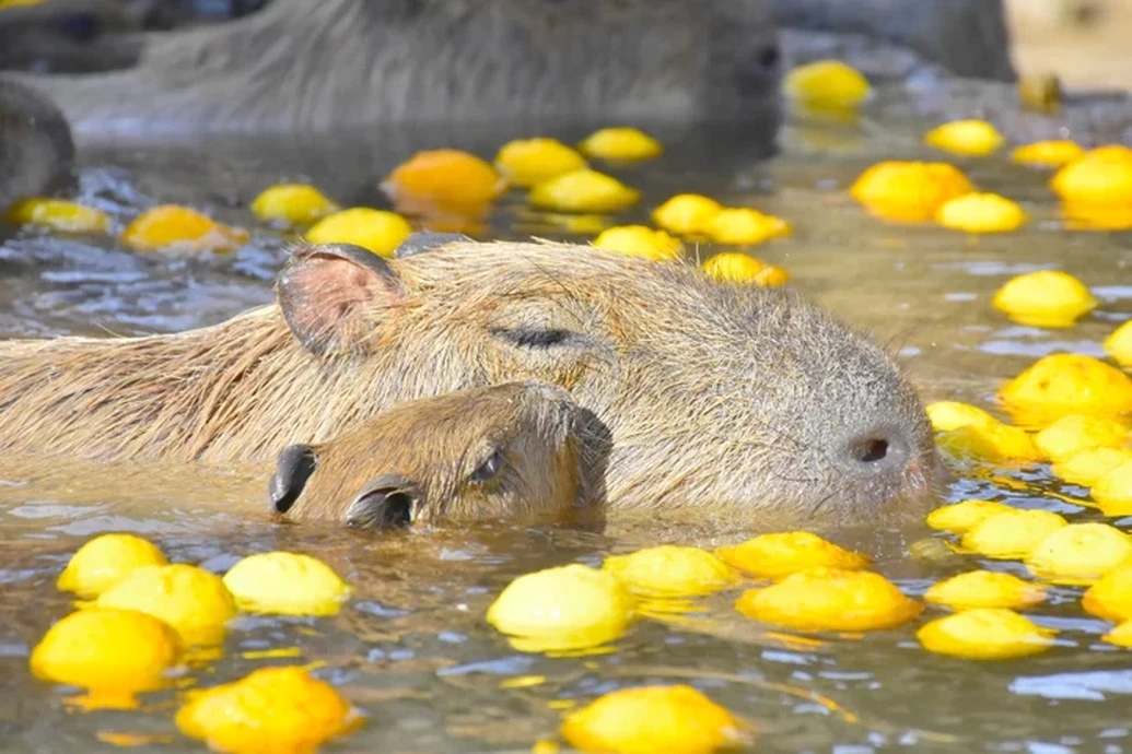 元祖カピバラの露天風呂【伊豆シャボテン動物公園】