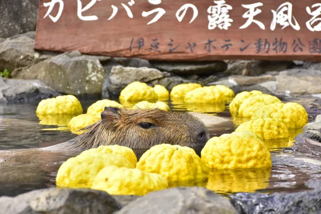 元祖カピバラの露天風呂【伊豆シャボテン動物公園】