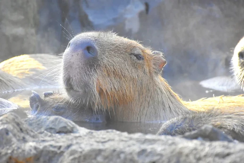 元祖カピバラの露天風呂【伊豆シャボテン動物公園】