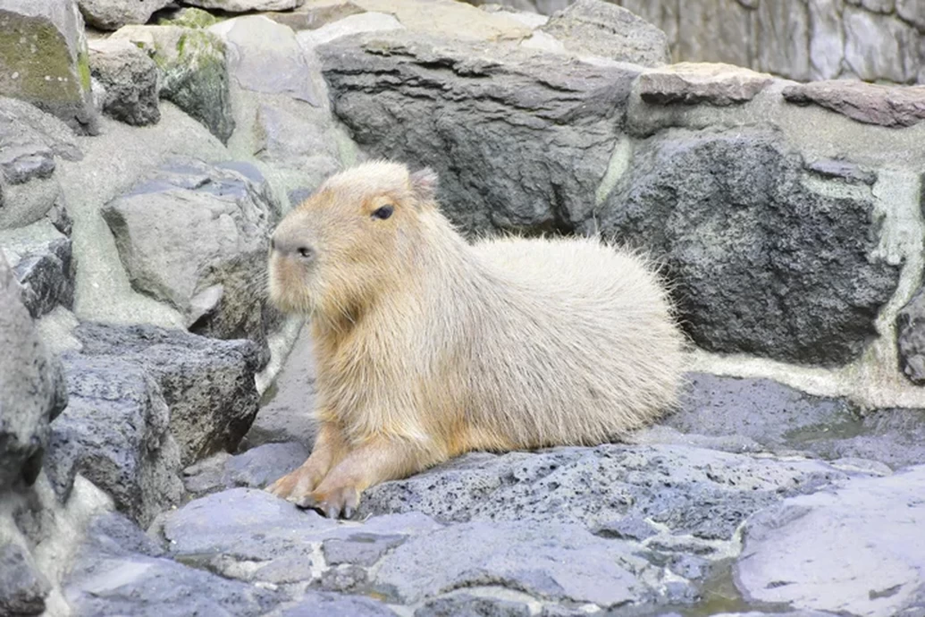 元祖カピバラの露天風呂【伊豆シャボテン動物公園】